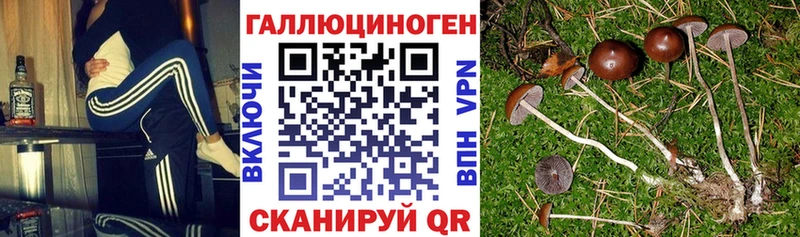 купить   Боровичи  Галлюциногенные грибы мицелий 
